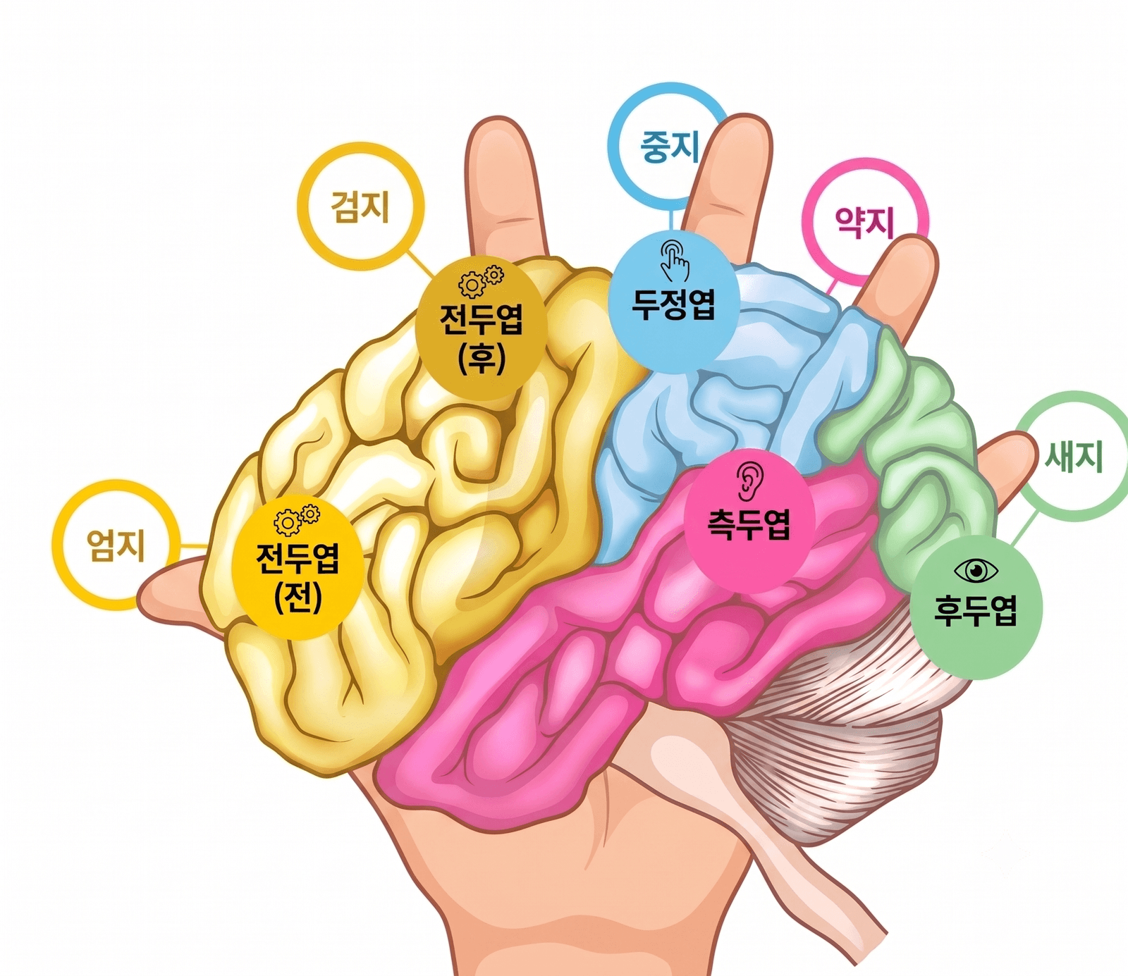 손가락과 대뇌 영역이 이어진 도해